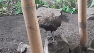 Malaysian Peacock Pheasant female preeing in her enclosure 