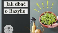 Jak uprawiać bazylię w domu i na balkonie?