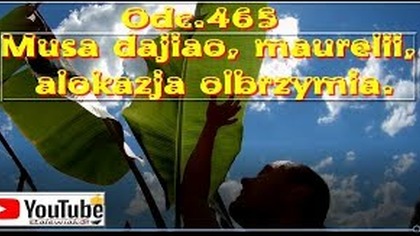 Odc. 465- Banan Musa dajiao,jadalne banany, maurelii, kolokazja olbrzymia.