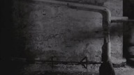 Kool Savas Feuer