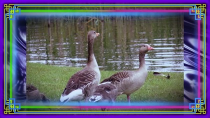 Gray Geese. Foto. MUTE.