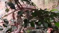 Most curious snake in the zoo (Hyeroglyph Snake) 
