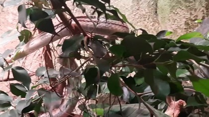 Most curious snake in the zoo (Hyeroglyph Snake) 
