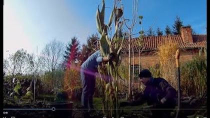 Turbo sprzątanie w ogrodzie,długo oczekiwana kanna stuttgart. Araukaria chilijska,miskant olbrzymi.