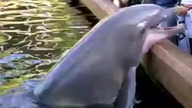 Delfin kradnie iPada.