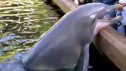 Delfin kradnie iPada.