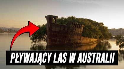 PŁYWAJĄCY LAS W AUSTRALII