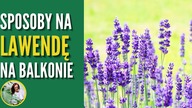 Sposoby na PIĘKNĄ i GĘSTĄ LAWENDĘ w donicy na balkonie i tarasie