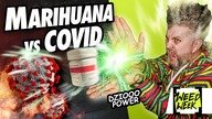 RECENZJA MEDYCZNEJ MARIHUANY Red No. 2 i STOSOWANIE KONOPI W WALCE Z COVID19 | #WeedWeek 71
