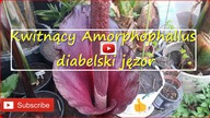 #216 . Cz. 4 - Kwitnący Amorphophallus diabelski jęzor 4K !