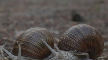 Magical Forest Ambience  A Snails Slow Date
