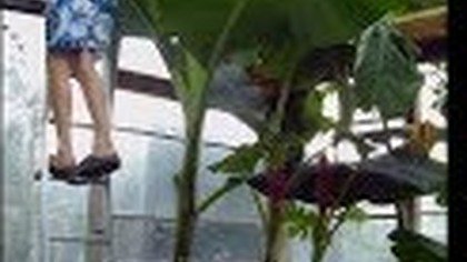 Odc. 493-Mierzenie banana musa grand nain, kilkumiesięczny przyrost robi wrażenie.