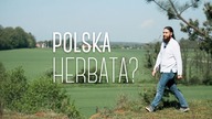 Polska herbata? Iwan czaj z wierzbówki: właściwości. Czajnikowy.pl