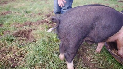 Jak wyprostować ogon świni