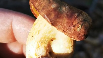 wysyp podgrzybków #short #shorts #grzybobranie #dlaciebie