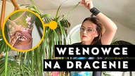 Wełnowce na dracenie - jak uratować dracenę od wełnowca