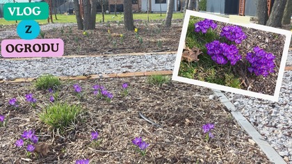 Co słychać w naszym ogrodzie po zimie?