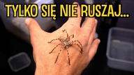KOKON WTÓRNY  Odbieranie młodych! Eusparassus walckenaeri