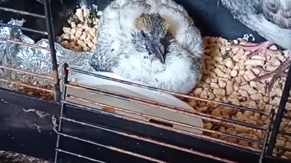 Blokowce na wypasie #hodowlagolebi #pigeon #fus