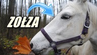 [Choroby koni] Zołza