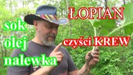Łopian- staropolskie Dziady.  Cisnę sok, robię olej i wódeczki trochę.