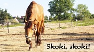 Daylight i skoki?! Męczę konia!? Ostatni film na kanale?