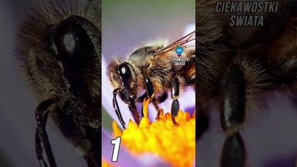 3 CIEKAWOSTKI O PSZCZOŁACH