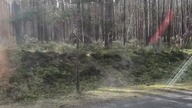 ATAK DZIKÓW PRZY DRODZE