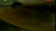 B&oacute;g i Jego stworzenie Teoria ewolucji Karola Darwina to Mit Film Dokument Lektor PL