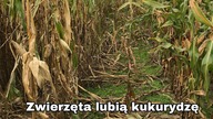 Kukurydza tuż przed zbiorem - wielka niewiadoma