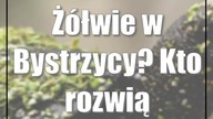 Żółwie w Bystrzycy? Kto rozwiąże zagadkę