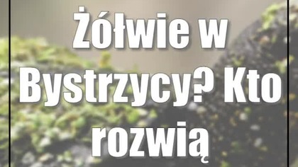 Żółwie w Bystrzycy? Kto rozwiąże zagadkę
