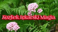 914. Kozłek Lekarski Dawne Wierzenia :-)
