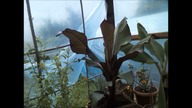 4 dni Ensete ventricosum Maurelli Time Lapse http://palmywpl. blogspot. com/