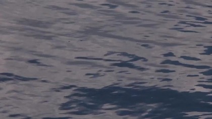 Horror.. Ślimaki.  Slugs...  1988.  Lektor.pl