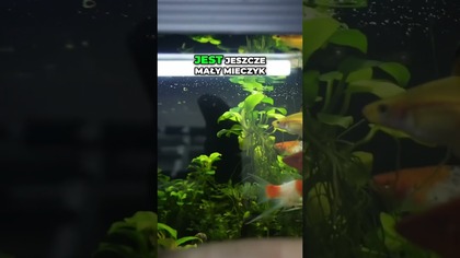 Imponujące mieczyki.   #akwarium