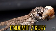 KAMELEON jedzący ślimaki?!  Nawet dwa  Anolis porcus