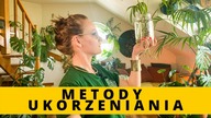 SKUTECZNE METODY ukorzeniania roślin domowych.  Co zrobić żeby sadzonki roślin doniczkowych nie gniły
