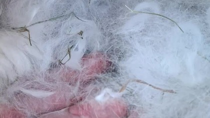 8 wspaniałych #rabbit