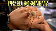 Te dwa pająki...   Eusparassus i barychelidae 