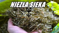O sieczkach