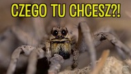 BALEARY SPECIAL! Tarantula z Majorki  [1/2]