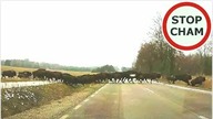 Żubry na drodze na skraju Puszczy Białowieskiej #972 Wasze Filmy