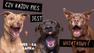 Czy każdy pies jest wyjątkowy?