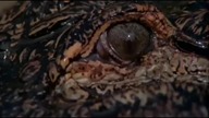 Al. l. igator [1980]