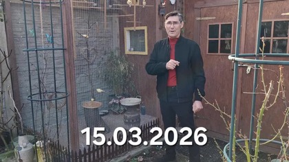 Kanarki w Garden kuRaż 15. 03. 2026 #canary