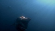 Malibu - atak rekinów - Malibu Shark Attack 2009 [480p. WEB-DL. Xvid-NoNaNo][Lektor PL]
