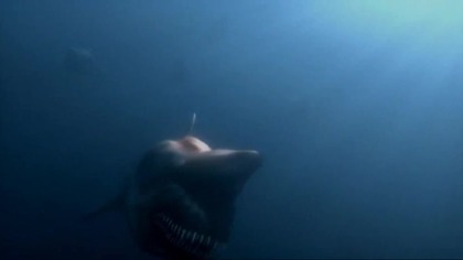 Malibu - atak rekinów - Malibu Shark Attack 2009 [480p. WEB-DL. Xvid-NoNaNo][Lektor PL]