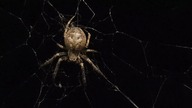 July 7, 2021.  Larinioides sclopetarius? Katowice, Poland...  Another camera (phone) recording.