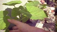filmik paulownie puszyste FORUM http://paulownia. dbv.pl LISCIE 60 CM !
